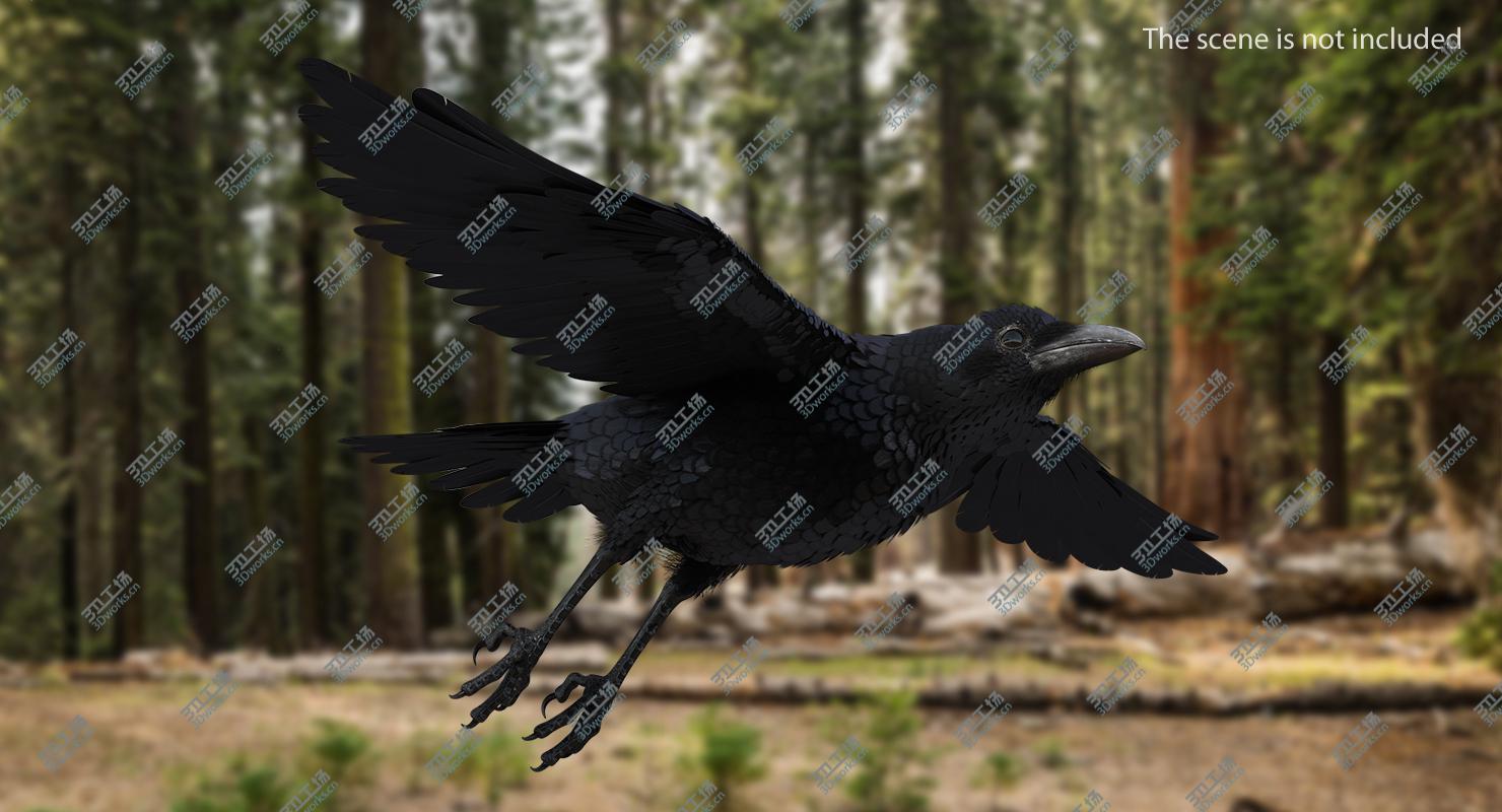 images/goods_img/2021040163/Common Raven Rigged for Cinema 4D 3D model/5.jpg